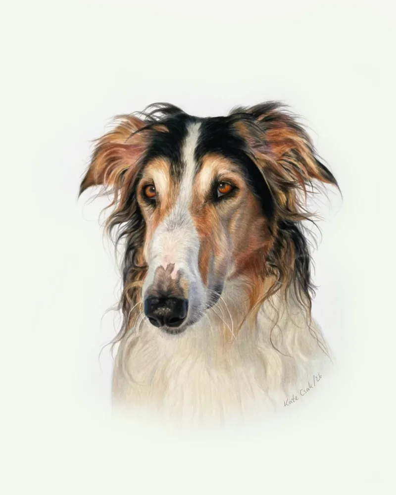 Colored pencil portrait of Azzo, a long-nosed sighthound with silky tan and black ears