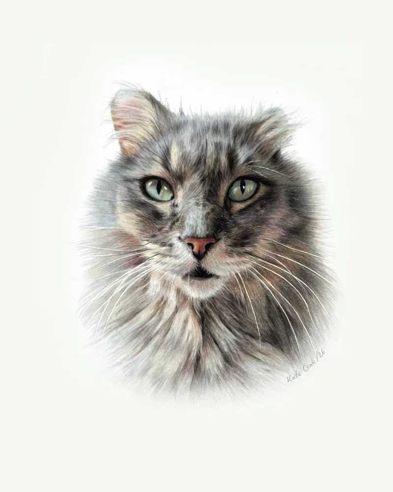 Colored pencil portrait of Dixon, a fluffy grey cat with pale green eyes