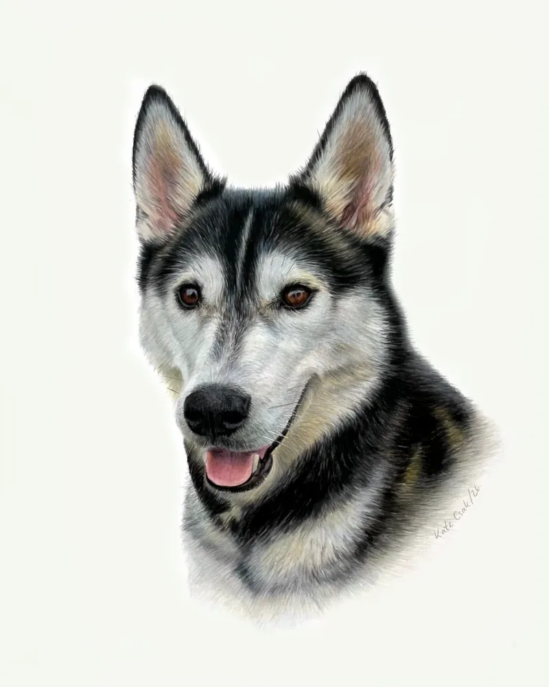 Colored pencil portrait of Niko, a black and white husky with brown eyes, mouth open