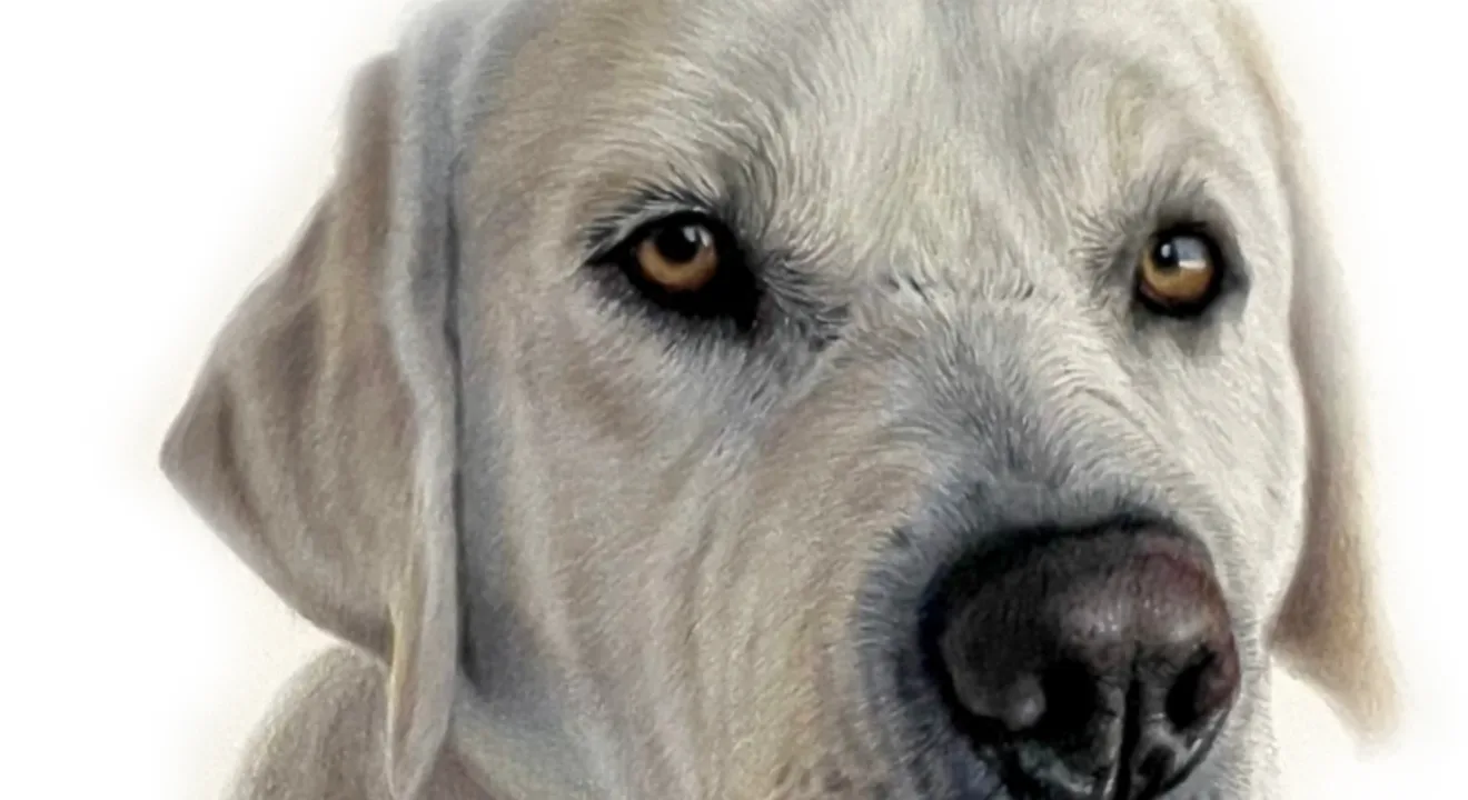 Close detail of the Labrador portrait showing layered pencil strokes in the fur and amber eyes