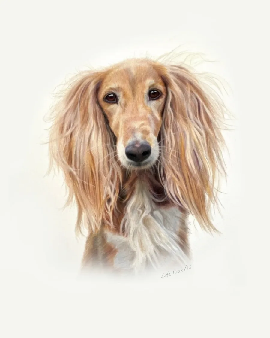 Colored pencil portrait of a long-eared saluki with a flowing golden coat