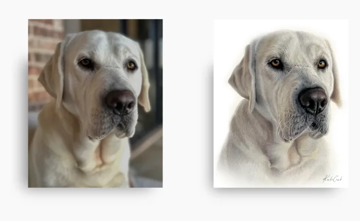 A reference photo of a yellow Labrador beside the finished colored pencil portrait